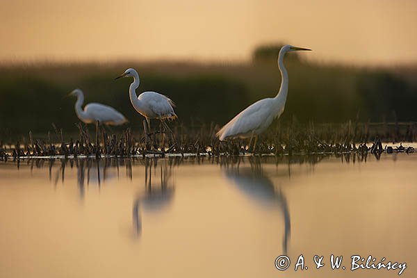 Czapla biała, Casmerodius albus, Ardea alba, Egretta alba