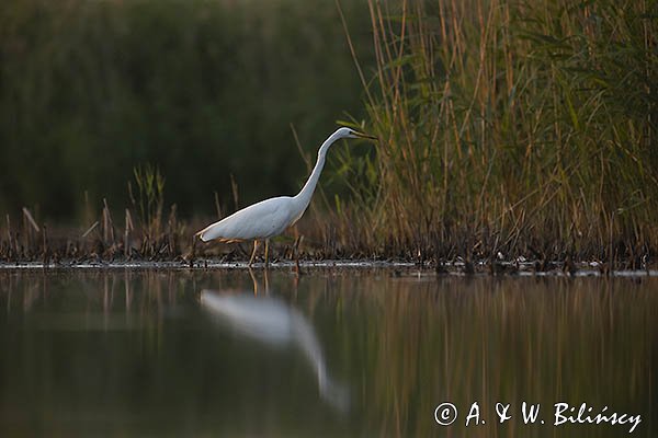 Czapla biała, Casmerodius albus, Ardea alba, Egretta alba