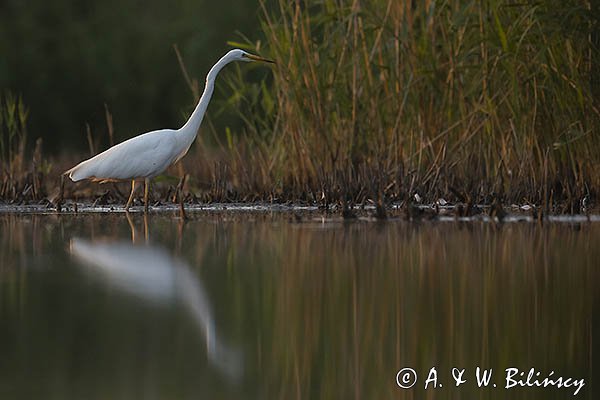 Czapla biała, Casmerodius albus, Ardea alba, Egretta alba