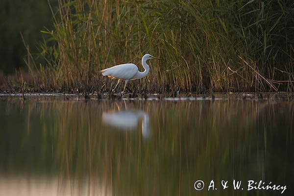 Czapla biała, Casmerodius albus, Ardea alba, Egretta alba