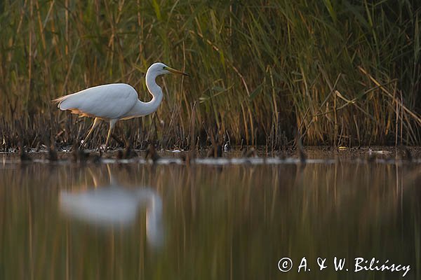 Czapla biała, Casmerodius albus, Ardea alba, Egretta alba