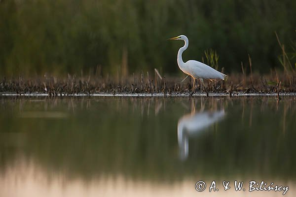 Czapla biała, Casmerodius albus, Ardea alba, Egretta alba