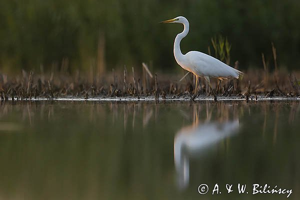 Czapla biała, Casmerodius albus, Ardea alba, Egretta alba