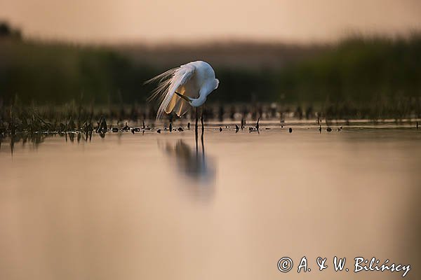 Czapla biała, Casmerodius albus, Ardea alba, Egretta alba