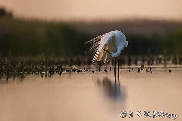 Czapla biała, Casmerodius albus, Ardea alba, Egretta alba