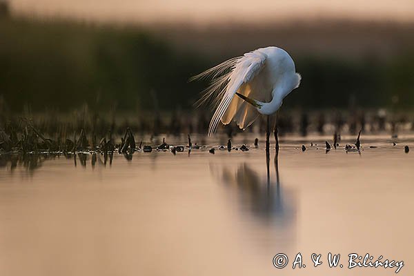 Czapla biała, Casmerodius albus, Ardea alba, Egretta alba