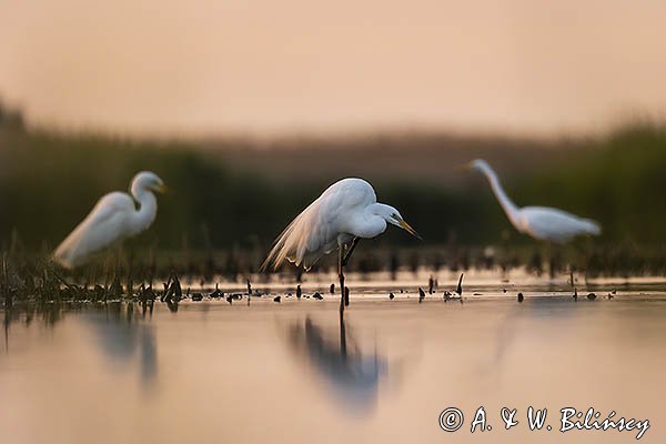 Czapla biała, Casmerodius albus, Ardea alba, Egretta alba