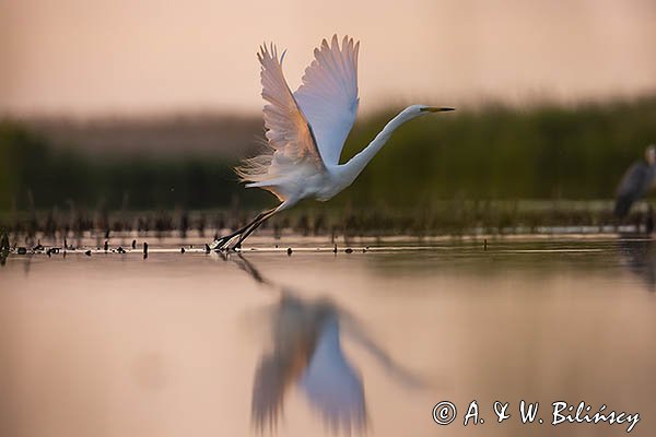 Czapla biała, Casmerodius albus, Ardea alba, Egretta alba