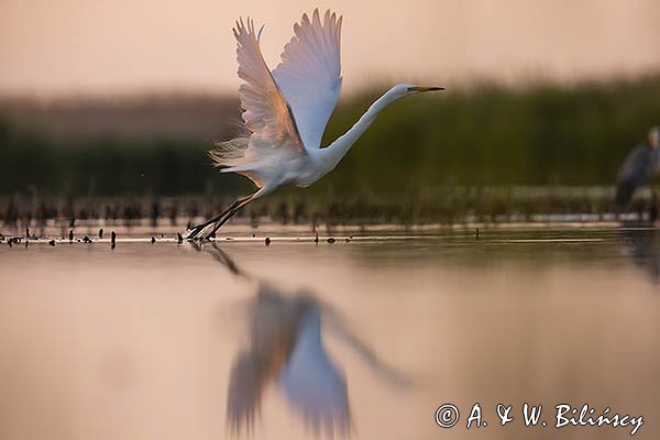 Czapla biała, Casmerodius albus, Ardea alba, Egretta alba