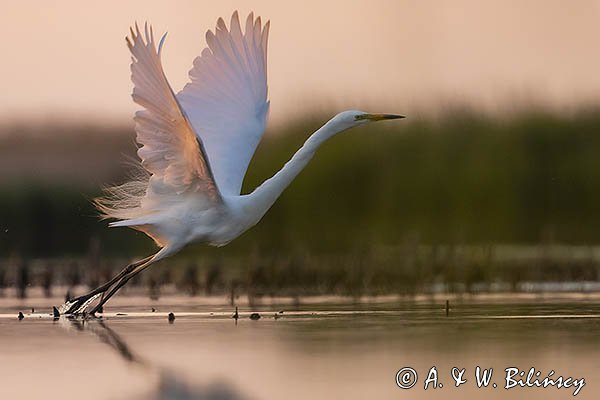 Czapla biała, Casmerodius albus, Ardea alba, Egretta alba