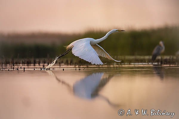 Czapla biała, Casmerodius albus, Ardea alba, Egretta alba