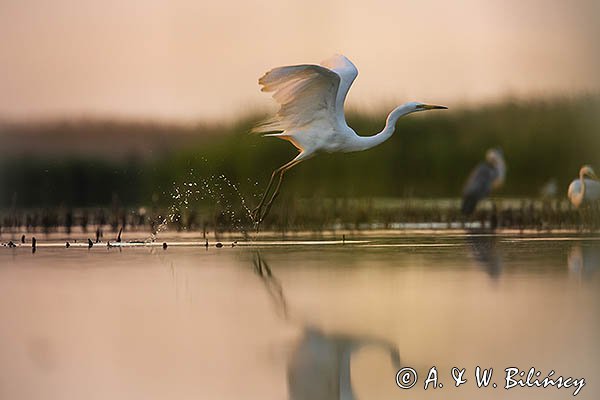 Czapla biała, Casmerodius albus, Ardea alba, Egretta alba