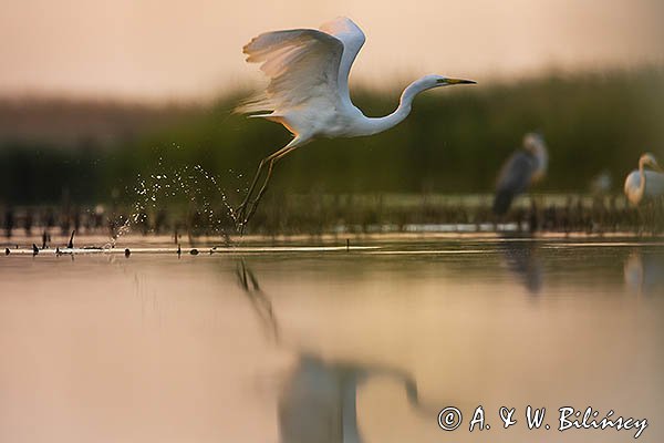 Czapla biała, Casmerodius albus, Ardea alba, Egretta alba