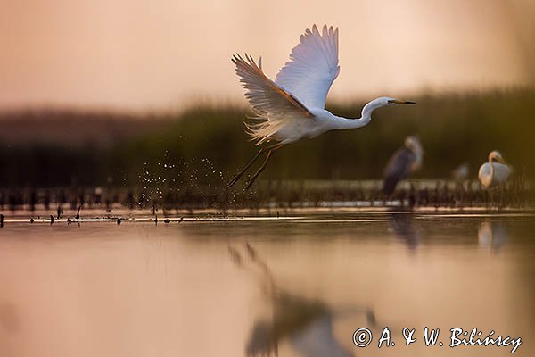 Czapla biała, Casmerodius albus, Ardea alba, Egretta alba