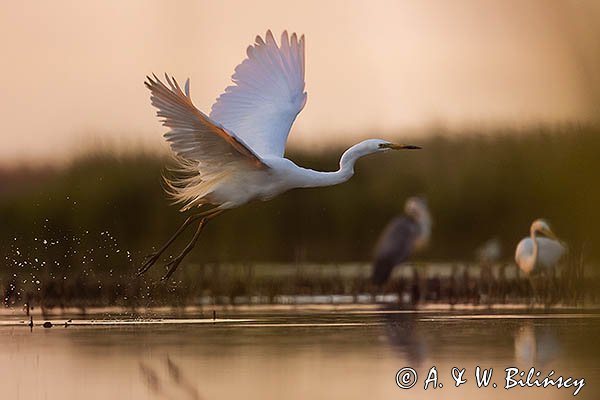 Czapla biała, Casmerodius albus, Ardea alba, Egretta alba