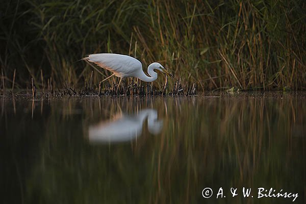 Czapla biała, Casmerodius albus, Ardea alba, Egretta alba