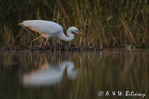 Czapla biała, Casmerodius albus, Ardea alba, Egretta alba