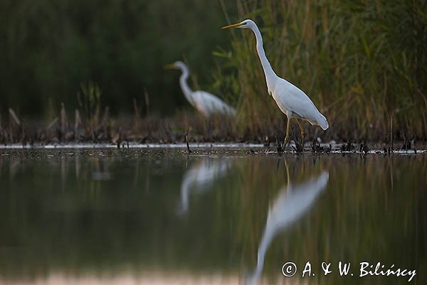 Czapla biała, Casmerodius albus, Ardea alba, Egretta alba