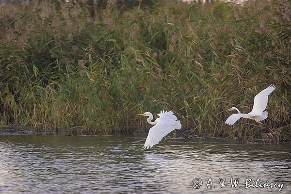 Czapla biała, Casmerodius albus, Ardea alba, Egretta alba