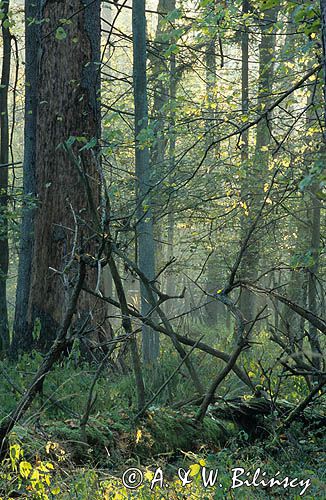 Białowieski Park Narodowy