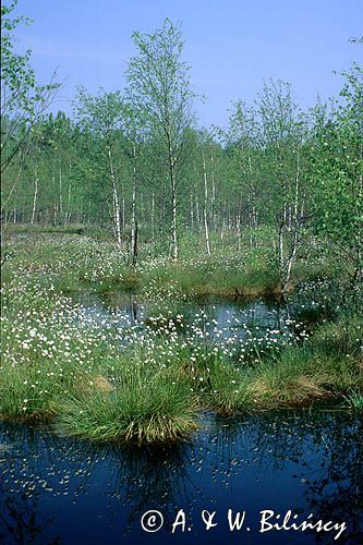 Biebrzański Park Narodowy, kwitnące wełnianki na bagnach