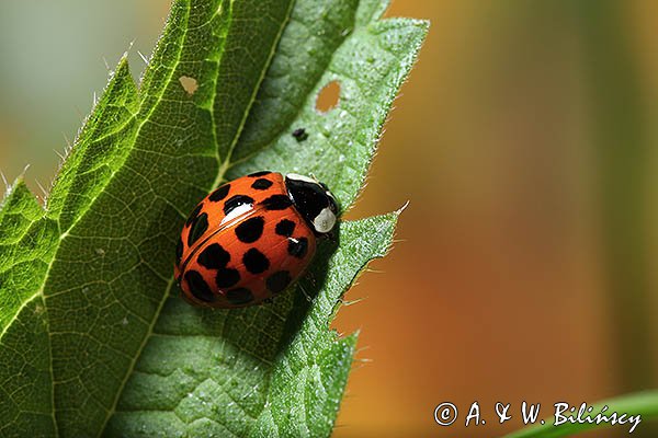 Biedronka azjatycka, arlekin, ninja, harlekin, Harmonia axyridis