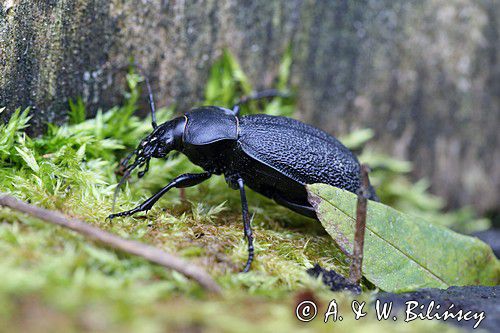 biegacz skórzasty Carabus coriaceus