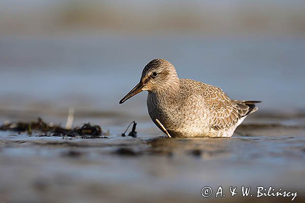 Biegus rdzawy, Calidris canutus