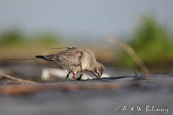 Biegus rdzawy, Calidris canutus