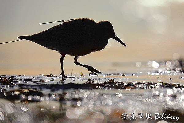 Biegus rdzawy, Calidris canutus