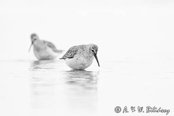 Biegus zmienny, Calidris alpina