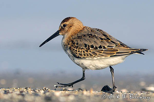 Biegus zmienny, Calidris alpina