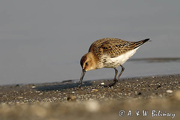 Biegus zmienny, Calidris alpina