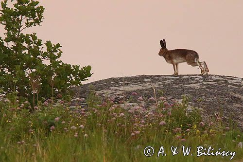 zając bielak, Lepus timidus