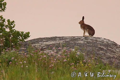 zając bielak, Lepus timidus