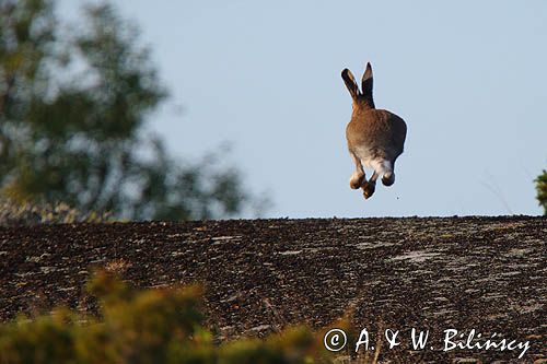 zając bielak, Lepus timidus