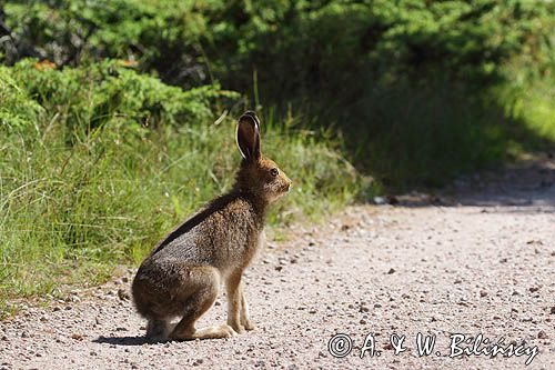 zając bielak, Lepus timidus