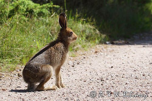 zając bielak, Lepus timidus