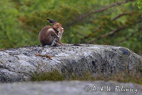 zając bielak, Lepus timidus