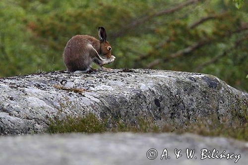 zając bielak, Lepus timidus