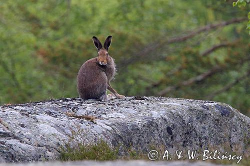 zając bielak, Lepus timidus