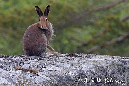 zając bielak, Lepus timidus