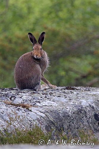 zając bielak, Lepus timidus