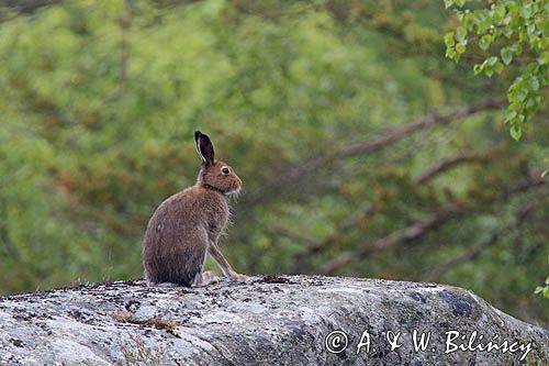 zając bielak, Lepus timidus