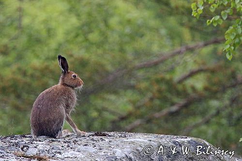 zając bielak, Lepus timidus