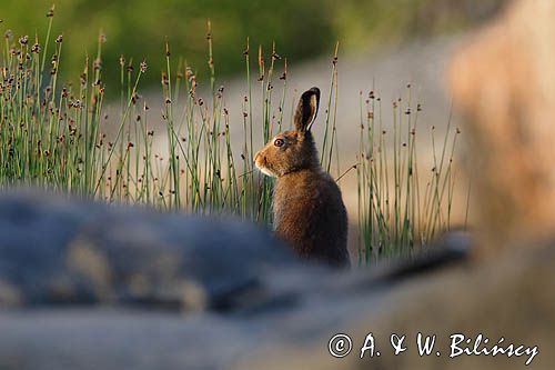 zając bielak, Lepus timidus