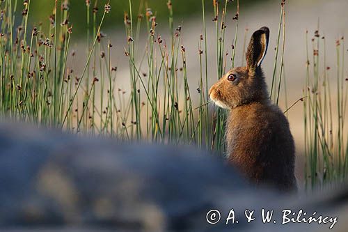 zając bielak, Lepus timidus