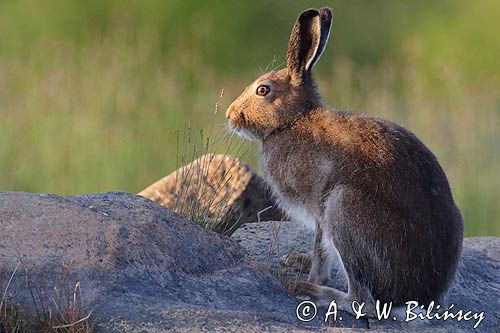 zając bielak, Lepus timidus