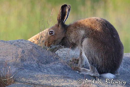 zając bielak, Lepus timidus