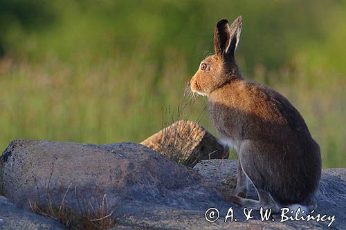 zając bielak, Lepus timidus